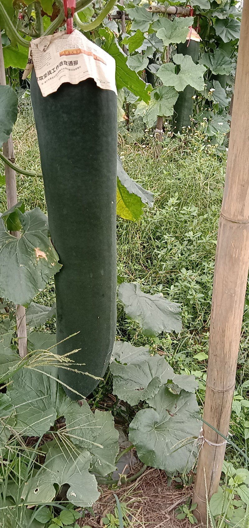 本地黑皮吊瓜上市，品质优良价格合适，欢迎各地客商前来定购