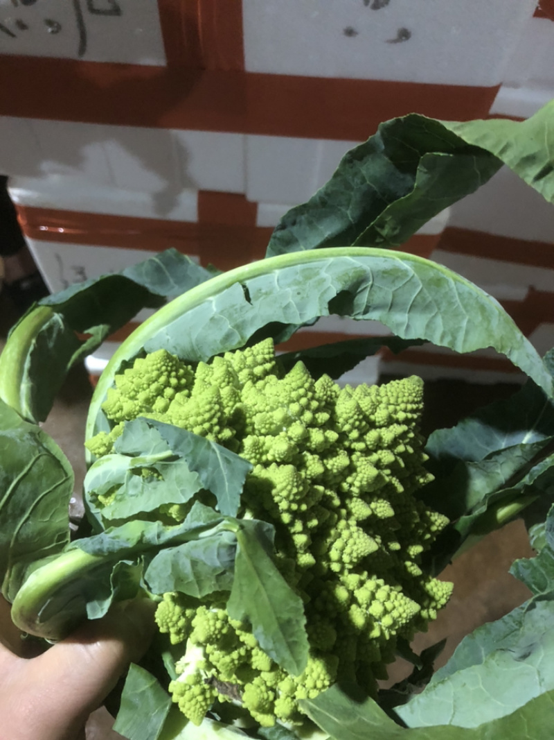 新鲜意大利宝塔菜宝塔花菜佛头菜罗马花椰菜特色花菜
