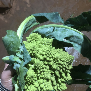 新鲜意大利宝塔菜宝塔花菜佛头菜罗马花椰菜特色花菜
