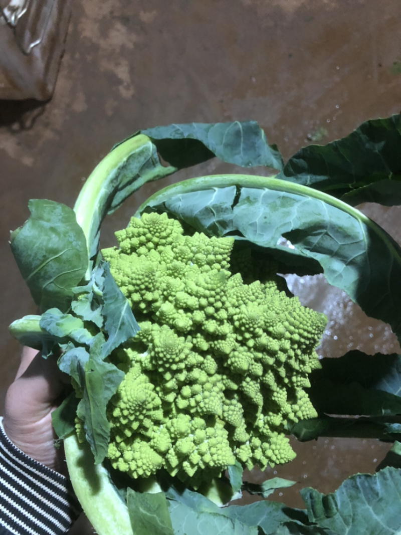新鲜意大利宝塔菜宝塔花菜佛头菜罗马花椰菜特色花菜