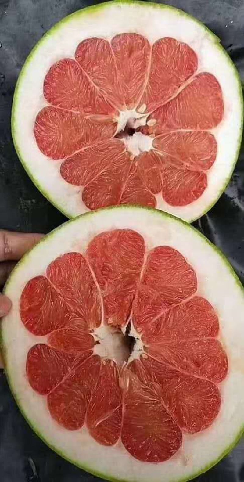 三红蜜柚子苗三红蜜柚正品嫁接苗，苗根粗壮，叶色靓丽