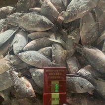 华生水产长期供应各种杂鱼，罗非鱼仔