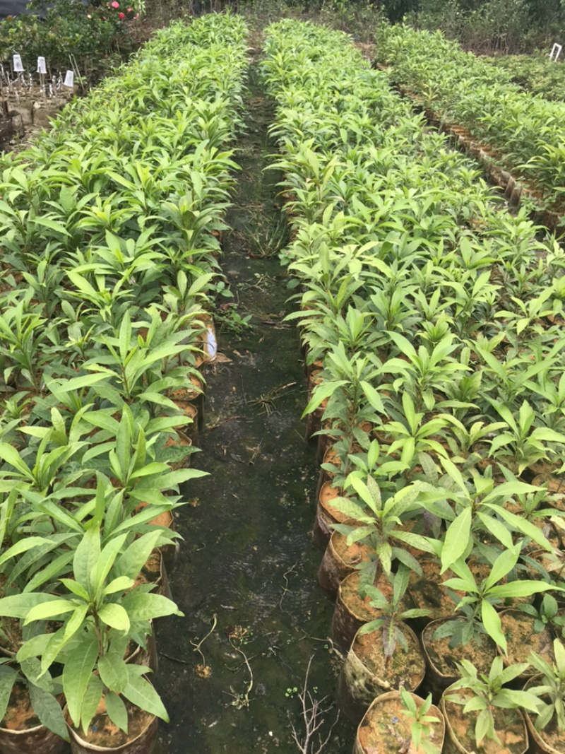 基地直供蛋黄果树苗、优质鸡蛋果树苗批发