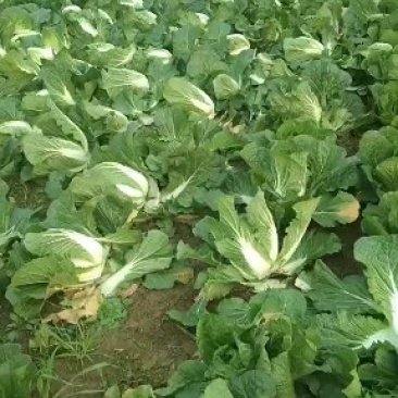 精品矮脚黄心白菜，货源充足价格实惠