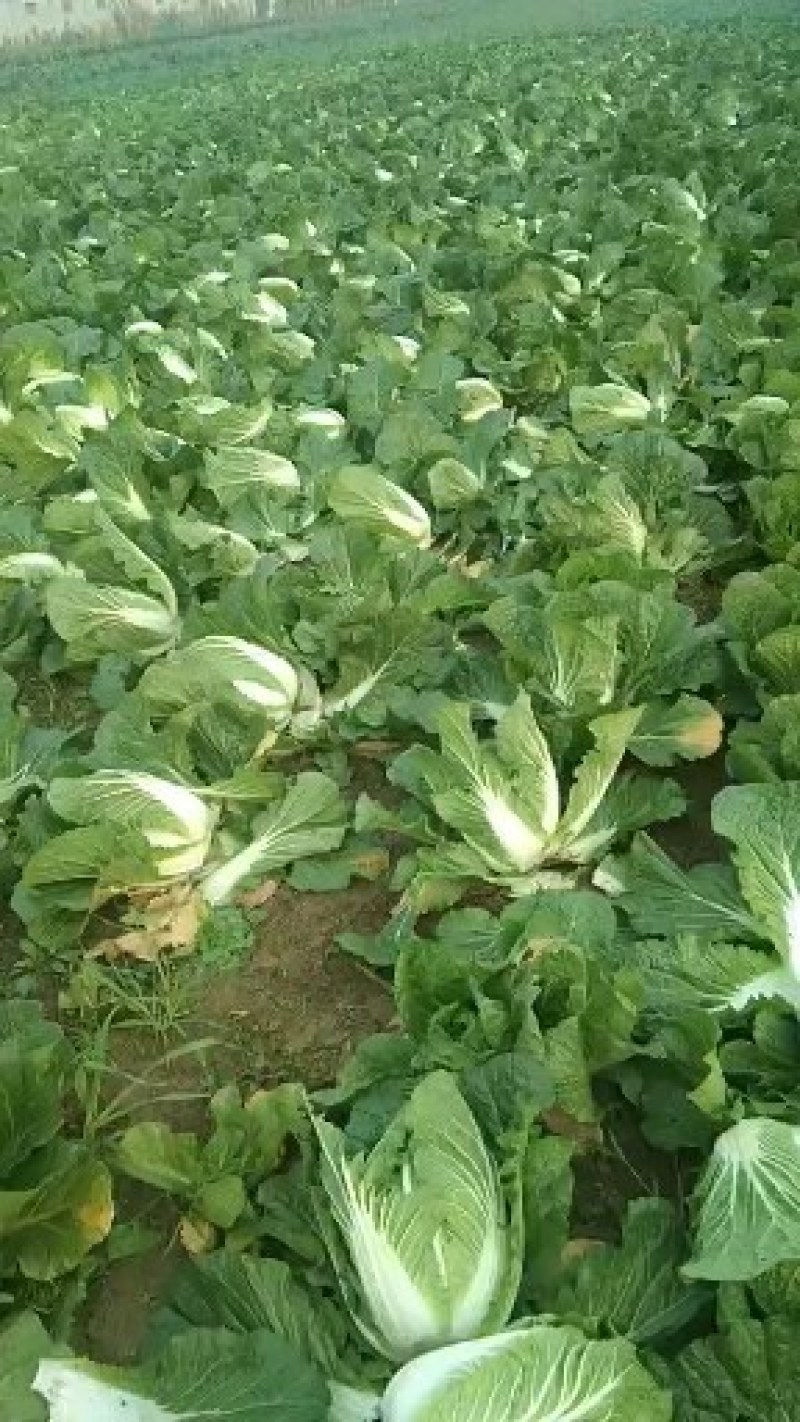 精品矮脚黄心白菜，货源充足价格实惠