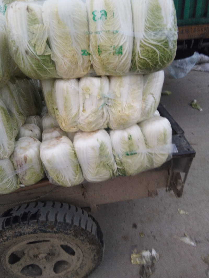 精品矮脚黄心白菜，货源充足价格实惠