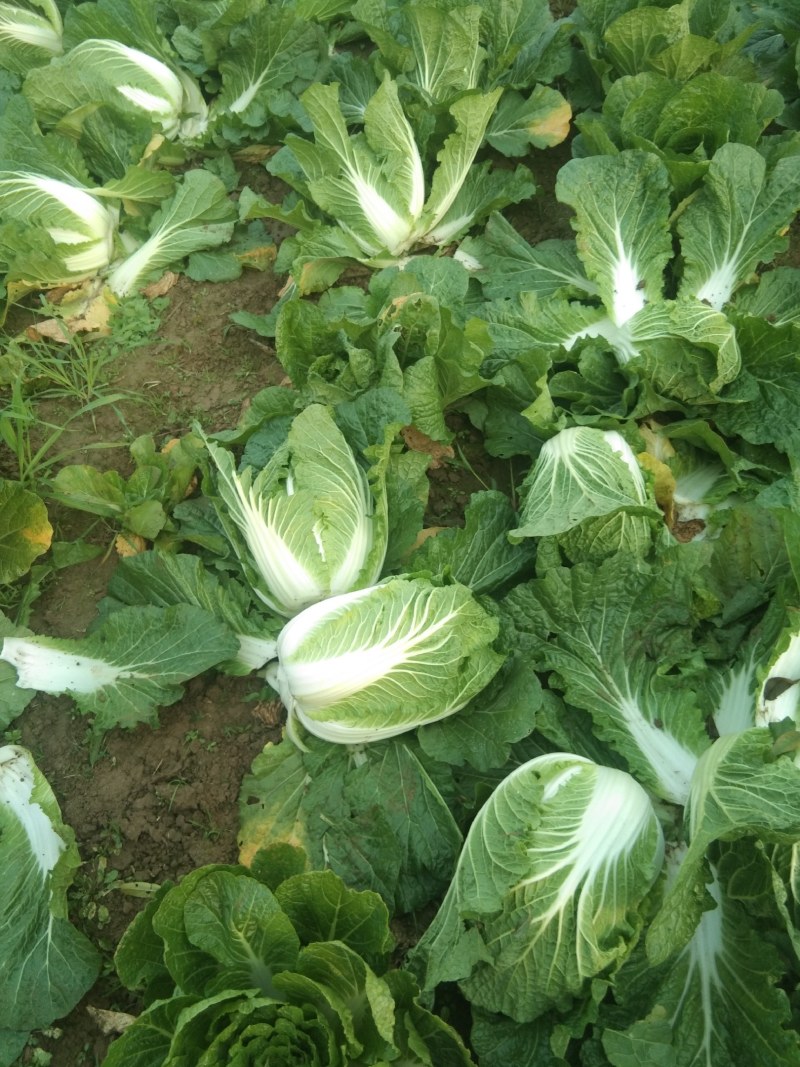精品矮脚黄心白菜，货源充足价格实惠