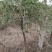 占地枸杞树，0.4至6公分量大量大