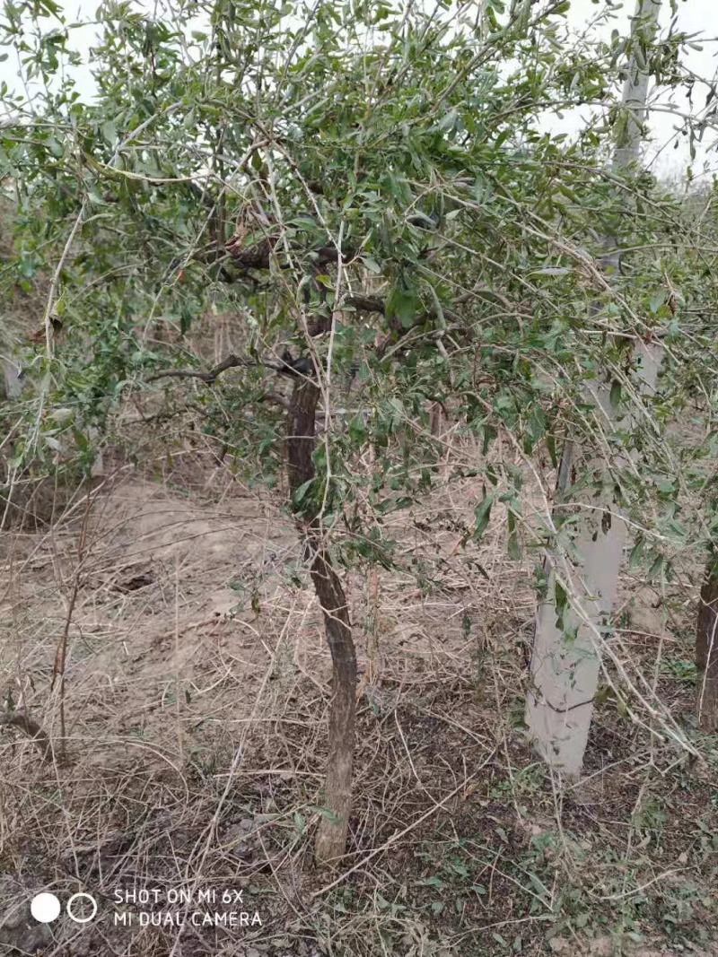 占地枸杞树，0.4至6公分量大量大