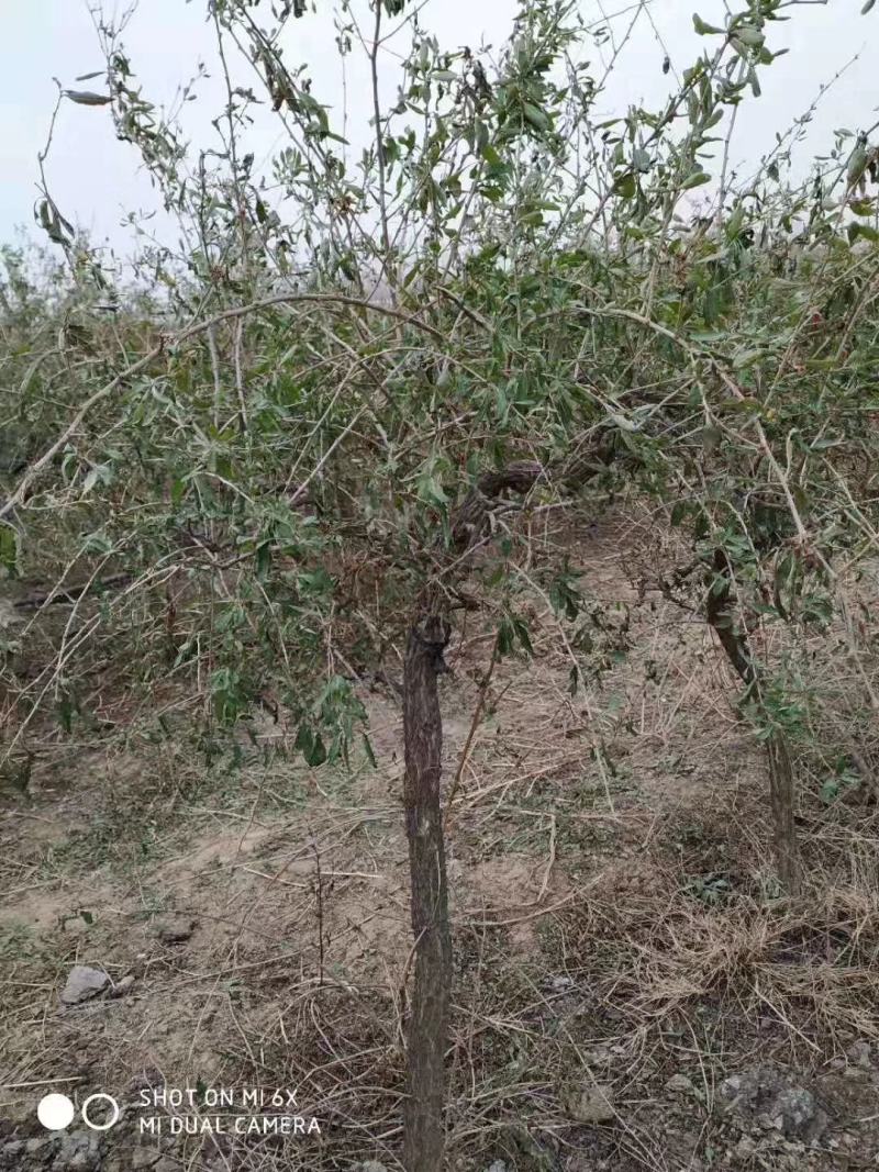 占地枸杞树，0.4至6公分量大量大