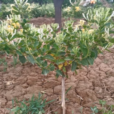 树形四级金银花苗量大