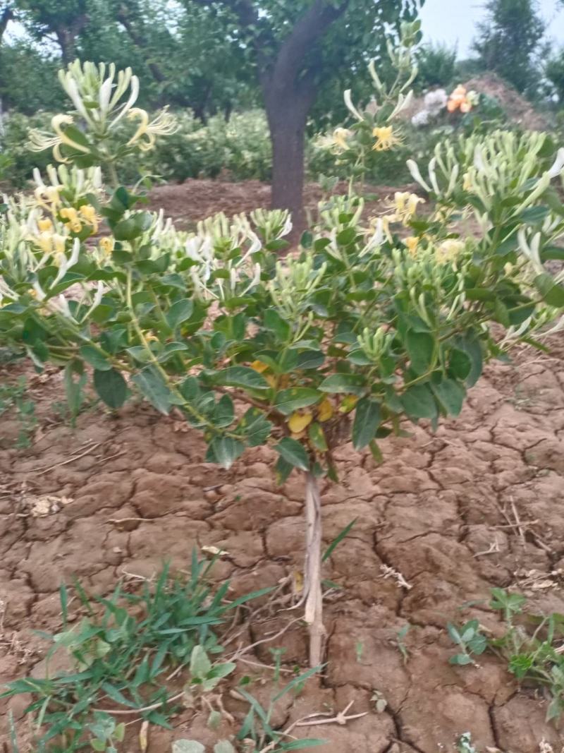 树形四级金银花苗量大