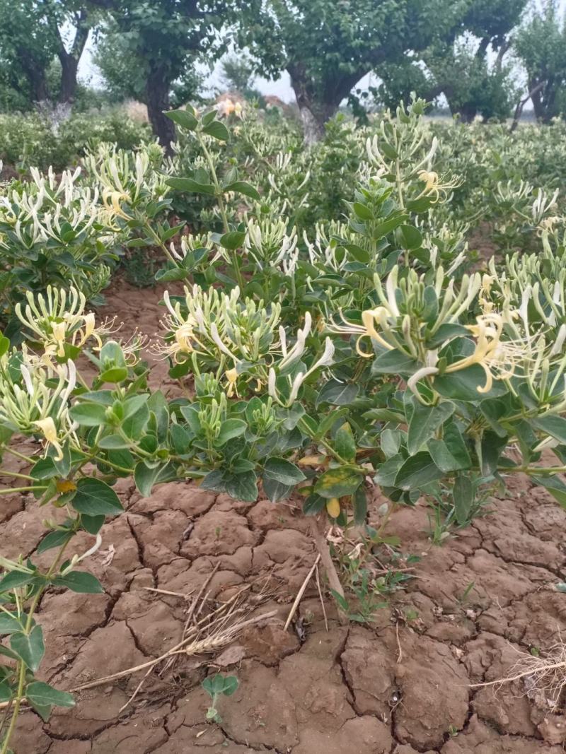 树形四级金银花苗量大