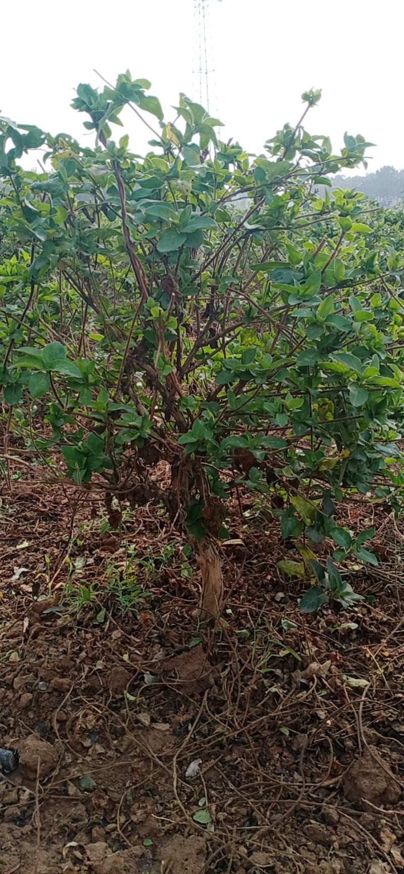 树形四级金银花苗量大