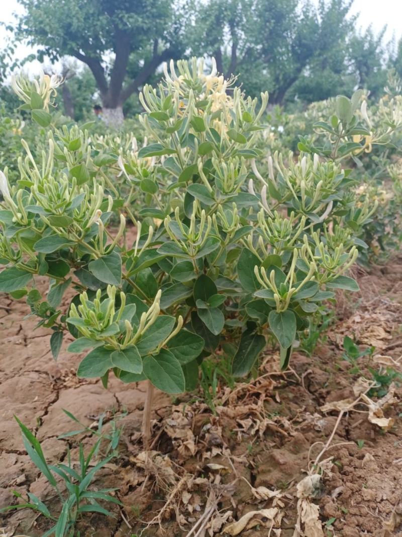 树形四级金银花苗量大