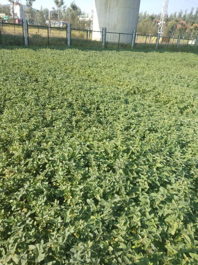 树形四级金银花苗量大
