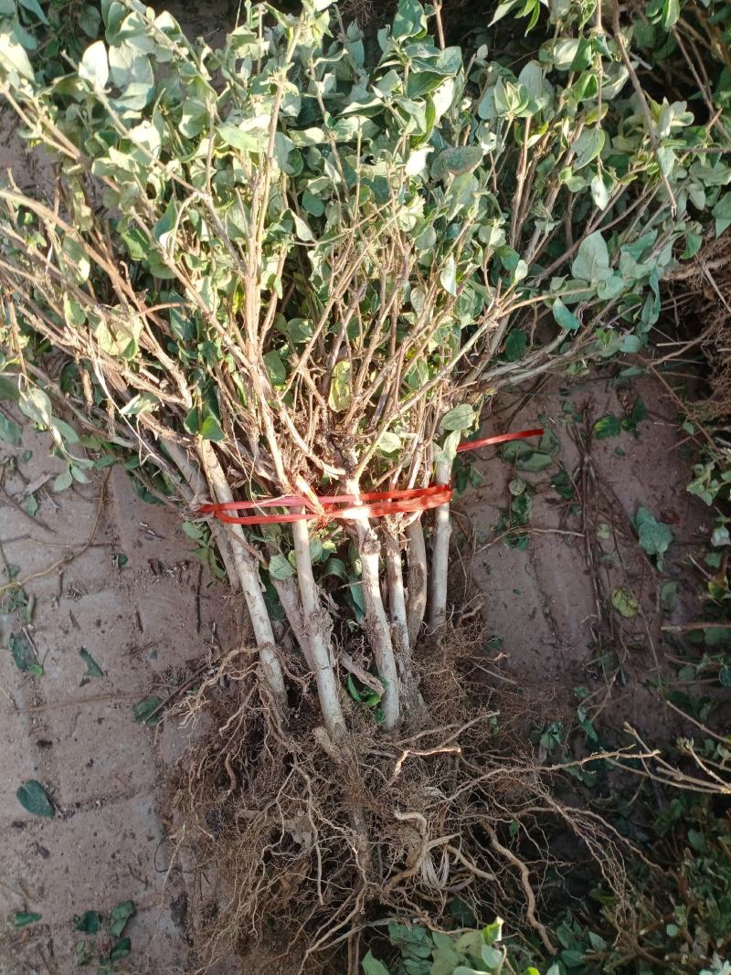树形四级金银花苗量大