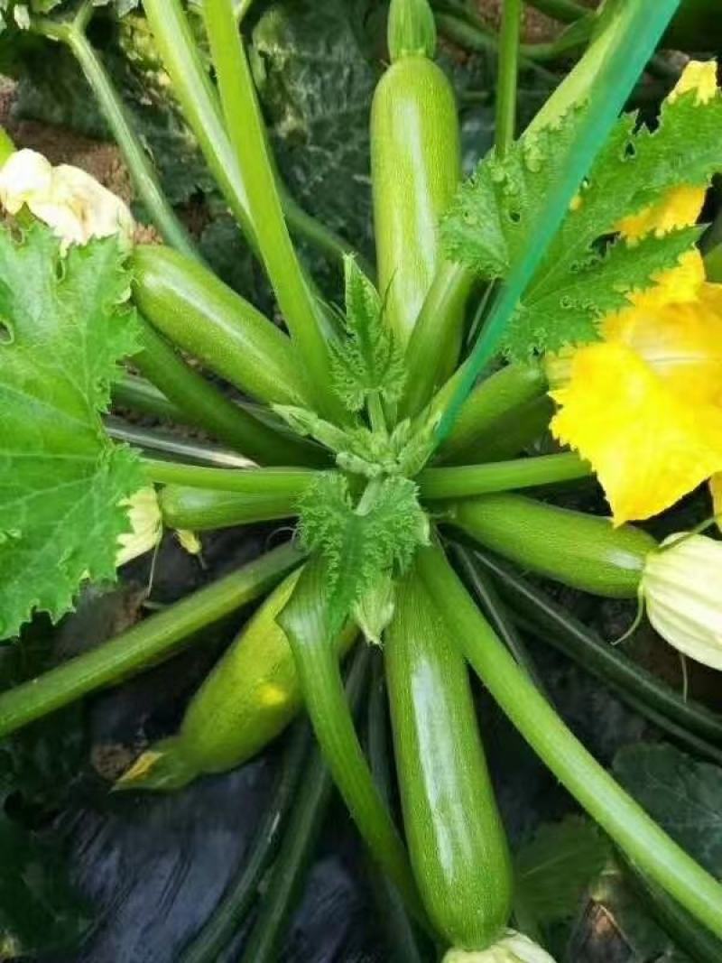 西葫芦苗越冬西葫芦苗耐寒西葫芦种苗抗病品种批发