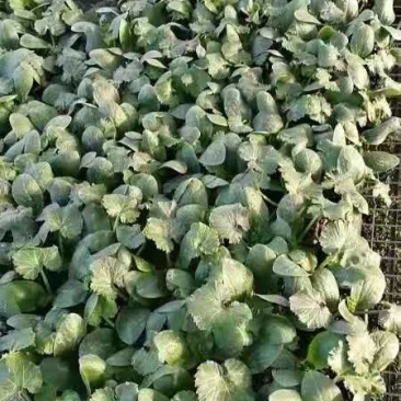 西葫芦苗越冬西葫芦苗耐寒西葫芦种苗抗病品种批发