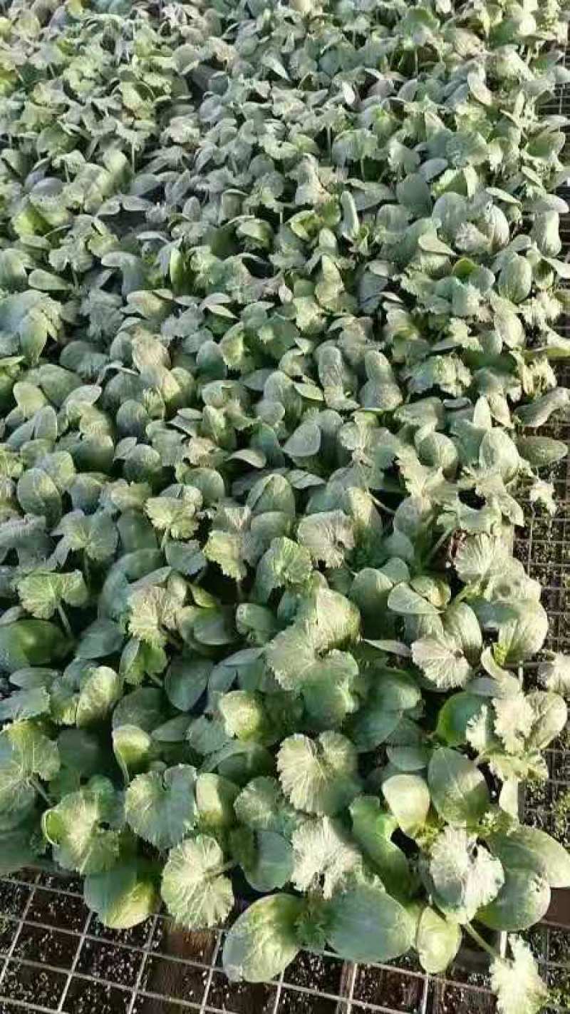 西葫芦苗越冬西葫芦苗耐寒西葫芦种苗抗病品种批发