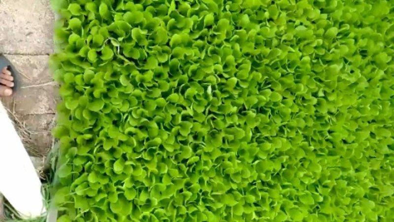 【精品】甘蓝苗，产地直发，货源充足，量大从优，欢迎来电