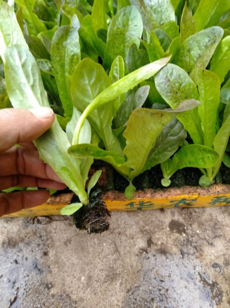 【精品】甘蓝苗，产地直发，货源充足，量大从优，欢迎来电