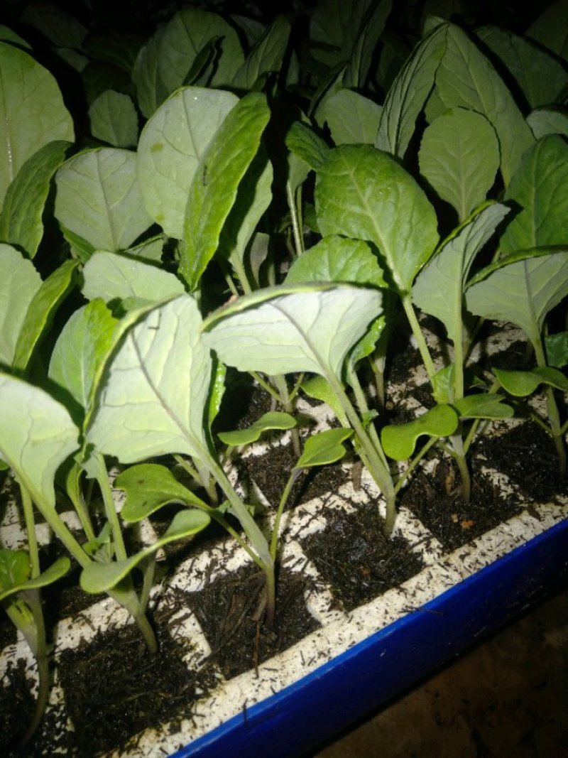 【精品】甘蓝苗，产地直发，货源充足，量大从优，欢迎来电