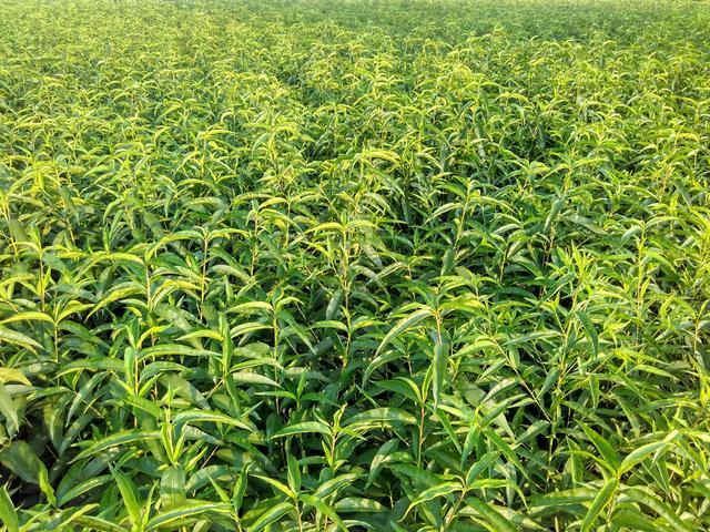 桃树叶片喷施微量元素