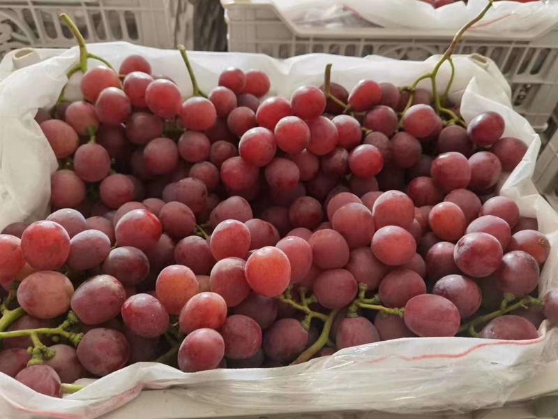 【葡萄】红提葡萄大量上市现货供应口感非常甜，欢迎看货