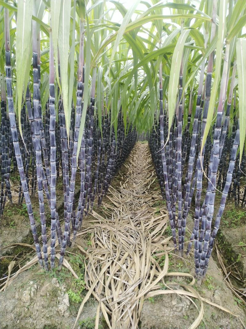大量供应广西桂林，的甘蔗又甜又软，供应，电商，微商，包邮