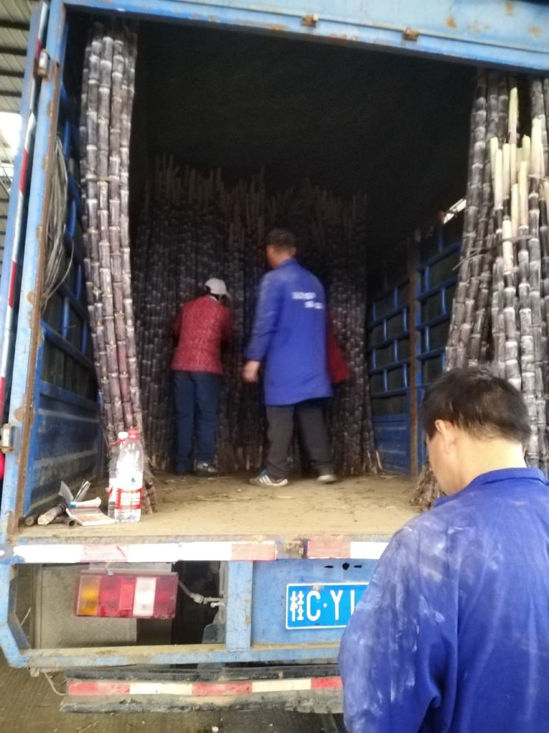 大量供应广西桂林，的甘蔗又甜又软，供应，电商，微商，包邮