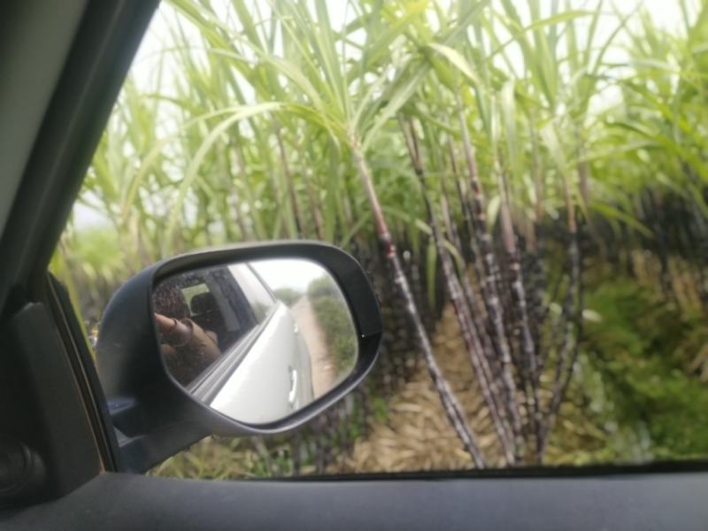 大量供应广西桂林，的甘蔗又甜又软，供应，电商，微商，包邮