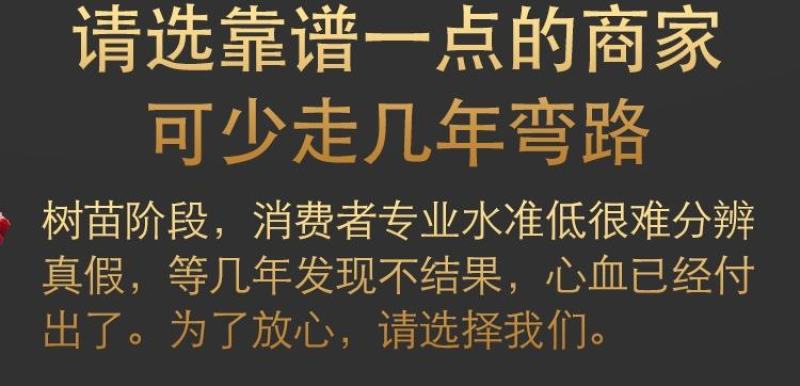 【新品种】黑布林红肉李子苗嫁接一级苗甜度高丰产