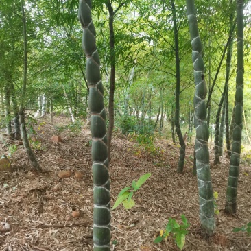 龟甲竹，各种规格，大量供货有需要的老板电话联系