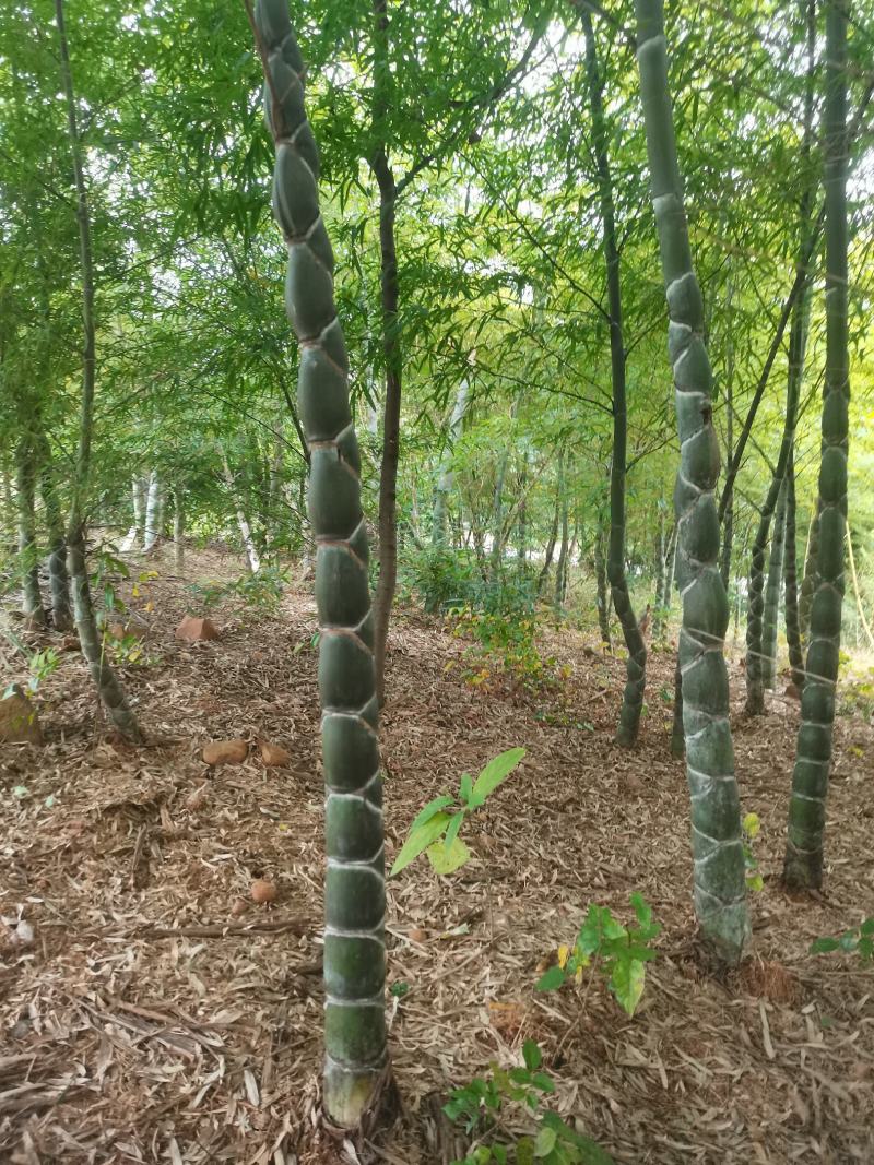 龟甲竹，各种规格，大量供货有需要的老板电话联系