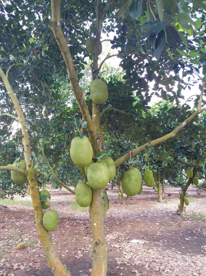 泰国菠萝蜜一手货源价格实惠质量好