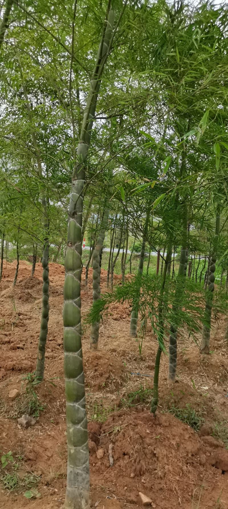 龟甲竹，各种规格，大量供货有需要的老板电话联系