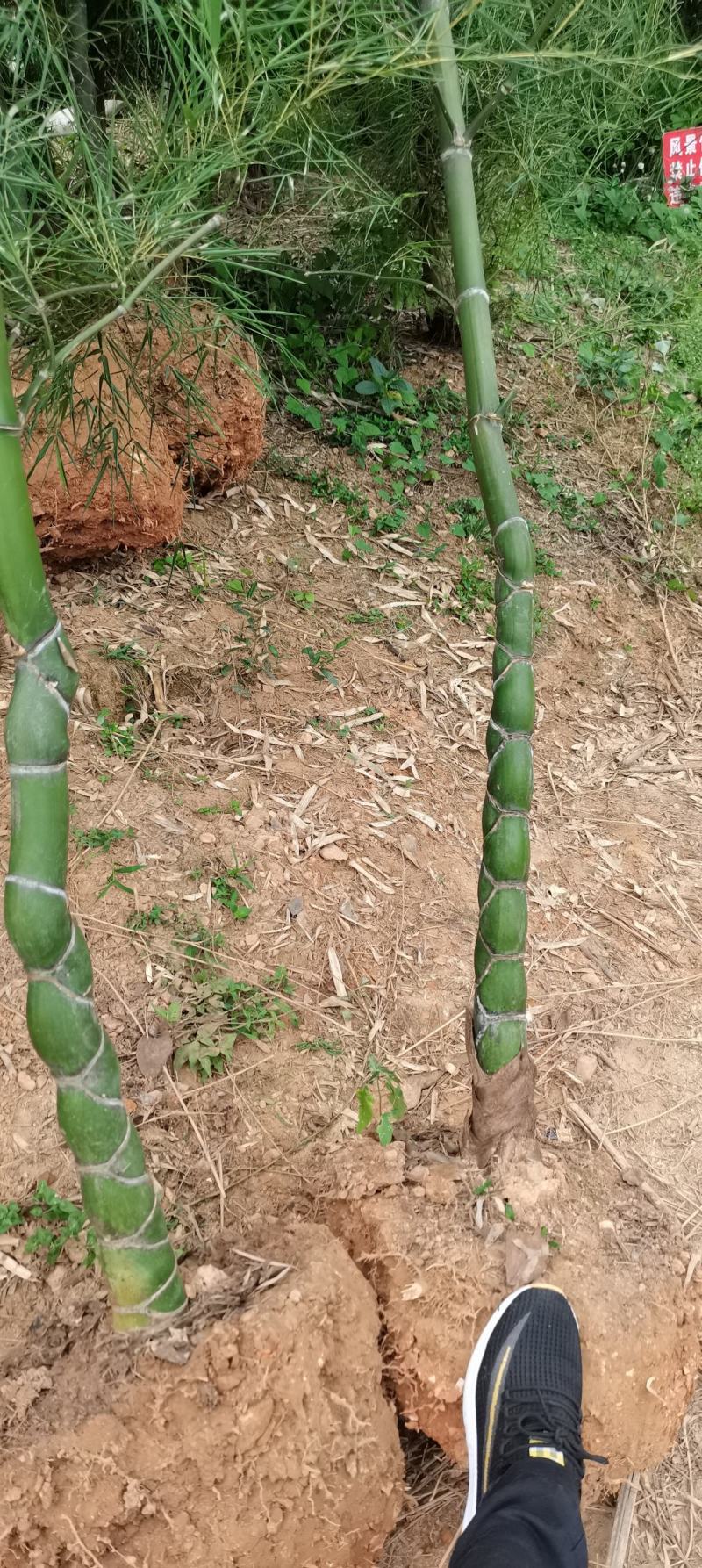 龟甲竹，各种规格，大量供货有需要的老板电话联系