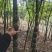 龟甲竹，各种规格，大量供货有需要的老板电话联系