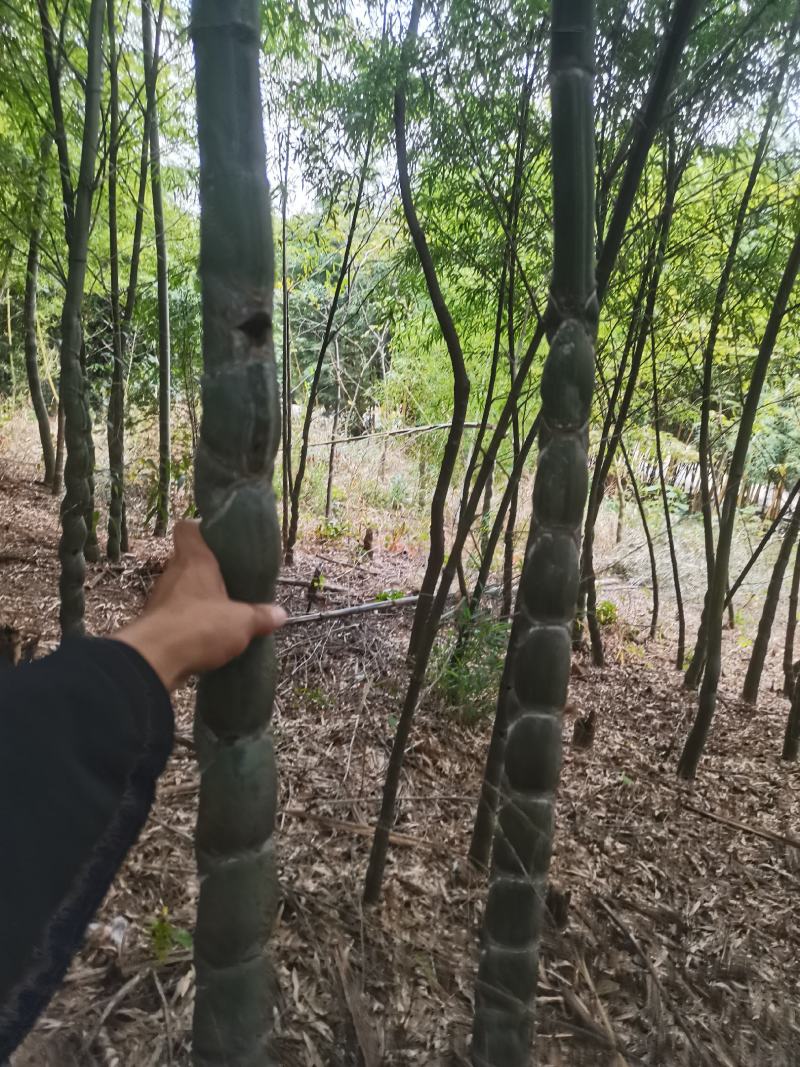 龟甲竹，各种规格，大量供货有需要的老板电话联系