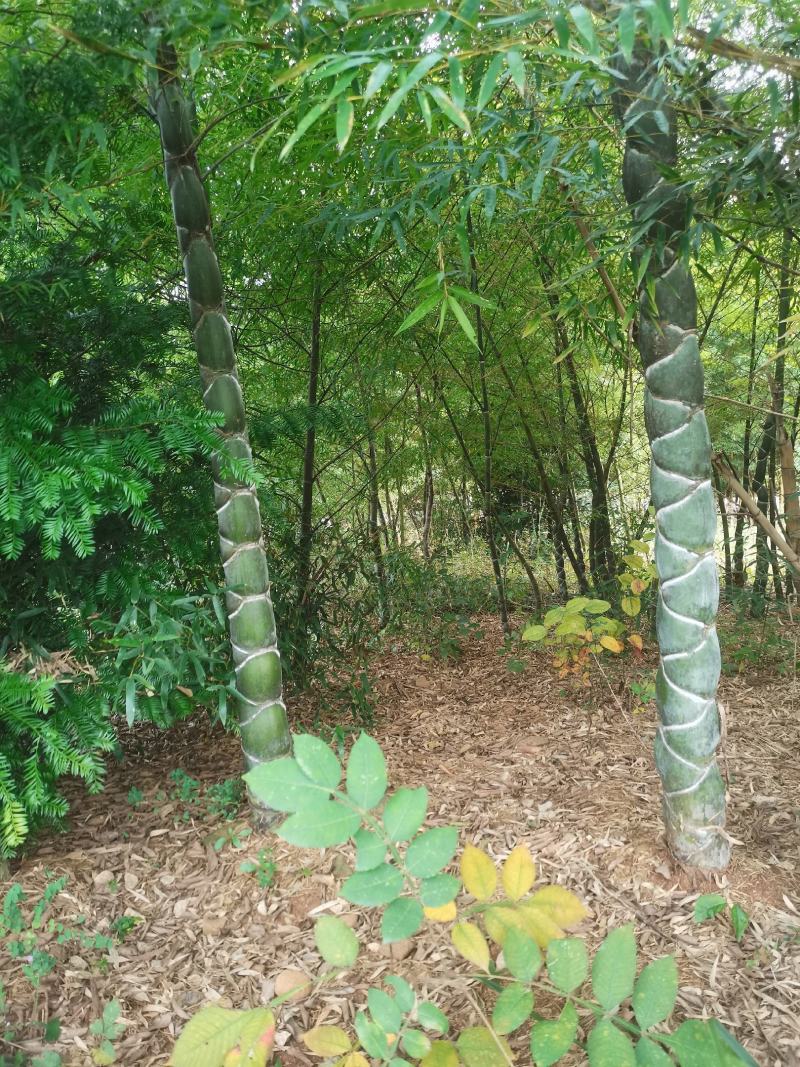 龟甲竹，各种规格，大量供货有需要的老板电话联系