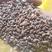 马尾松种子黑松种子质量好山东临沂产地直销干净无杂质出芽率
