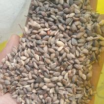 马尾松种子黑松种子质量好山东临沂产地直销干净无杂质出芽率