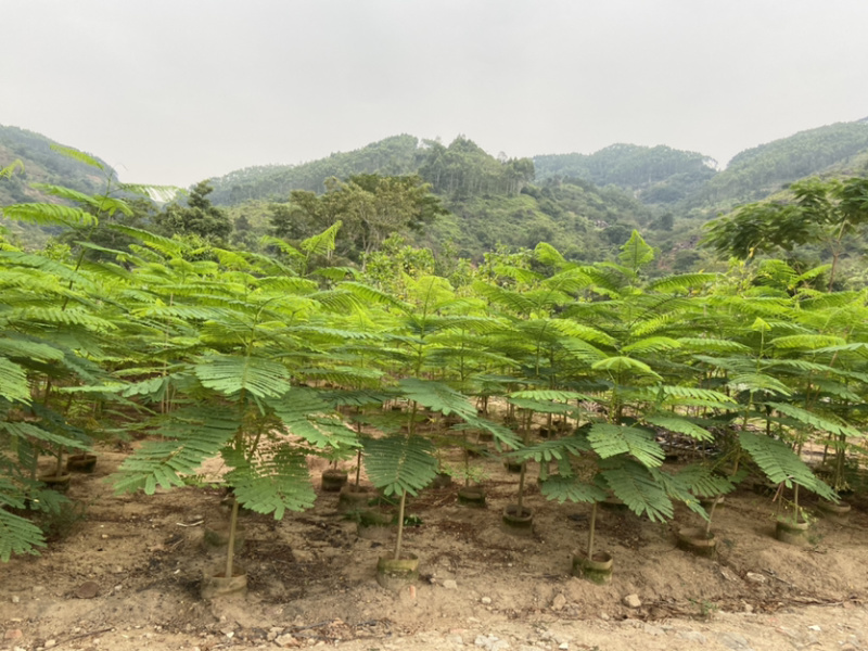 凤凰木苗木黄花盈苗木好货。漂亮货欢迎询价