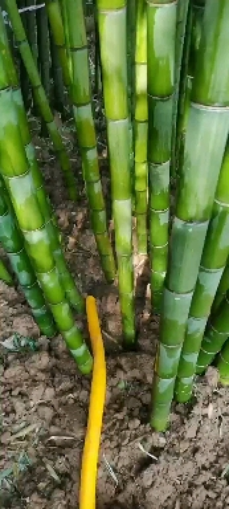 毛竹苗，各种规格，大量供货有需要的老板电话联系