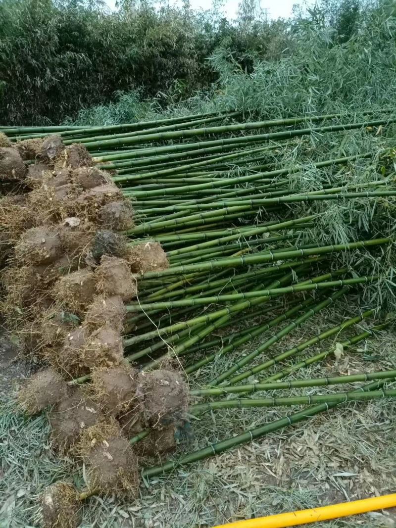 毛竹苗，各种规格，大量供货有需要的老板电话联系