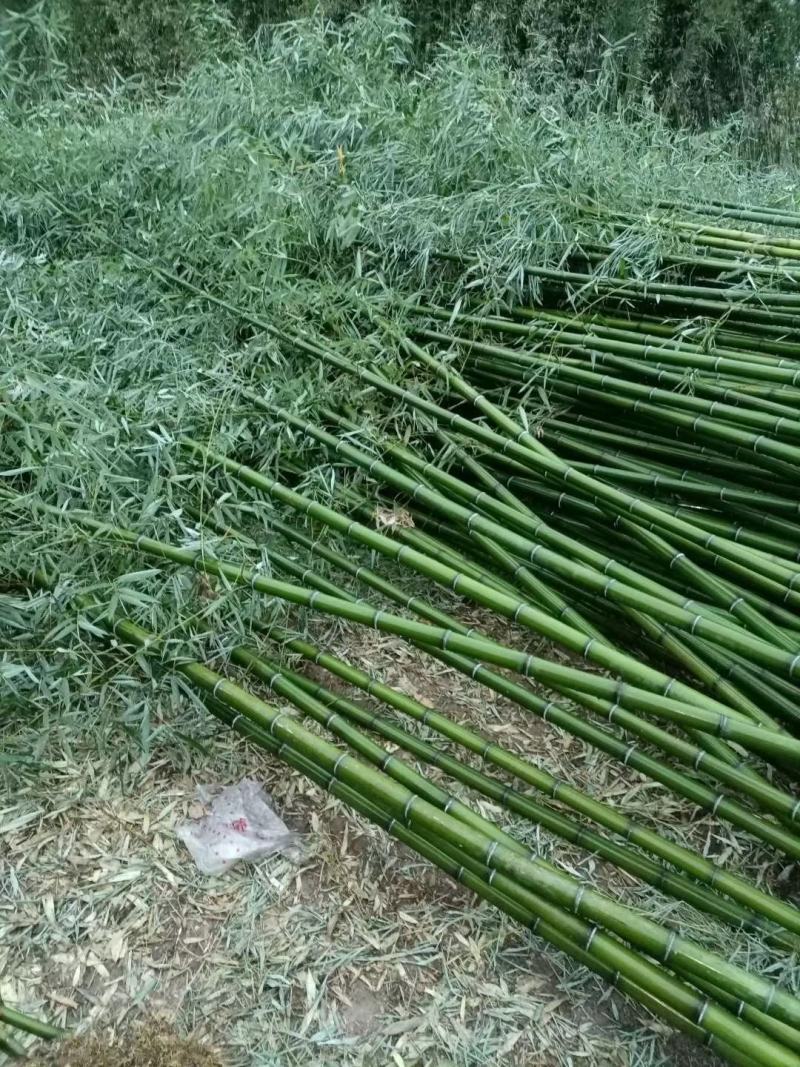 毛竹苗，各种规格，大量供货有需要的老板电话联系