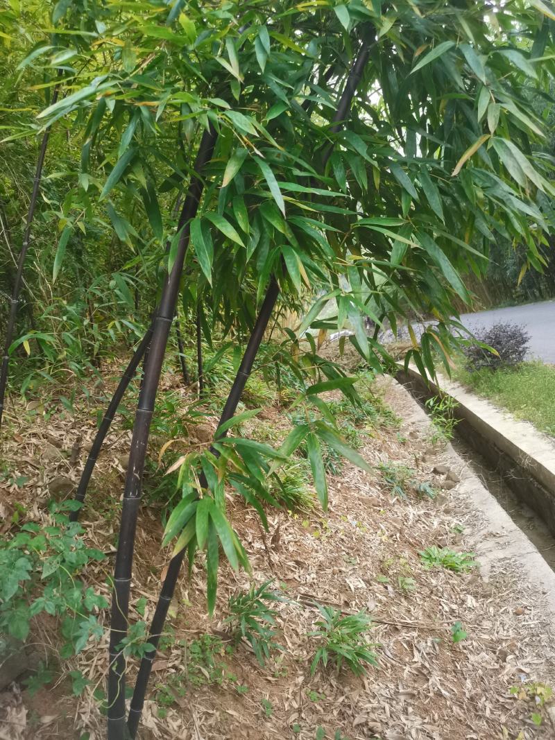 紫竹苗，各种规格，大量供货有需要的老板电话联系