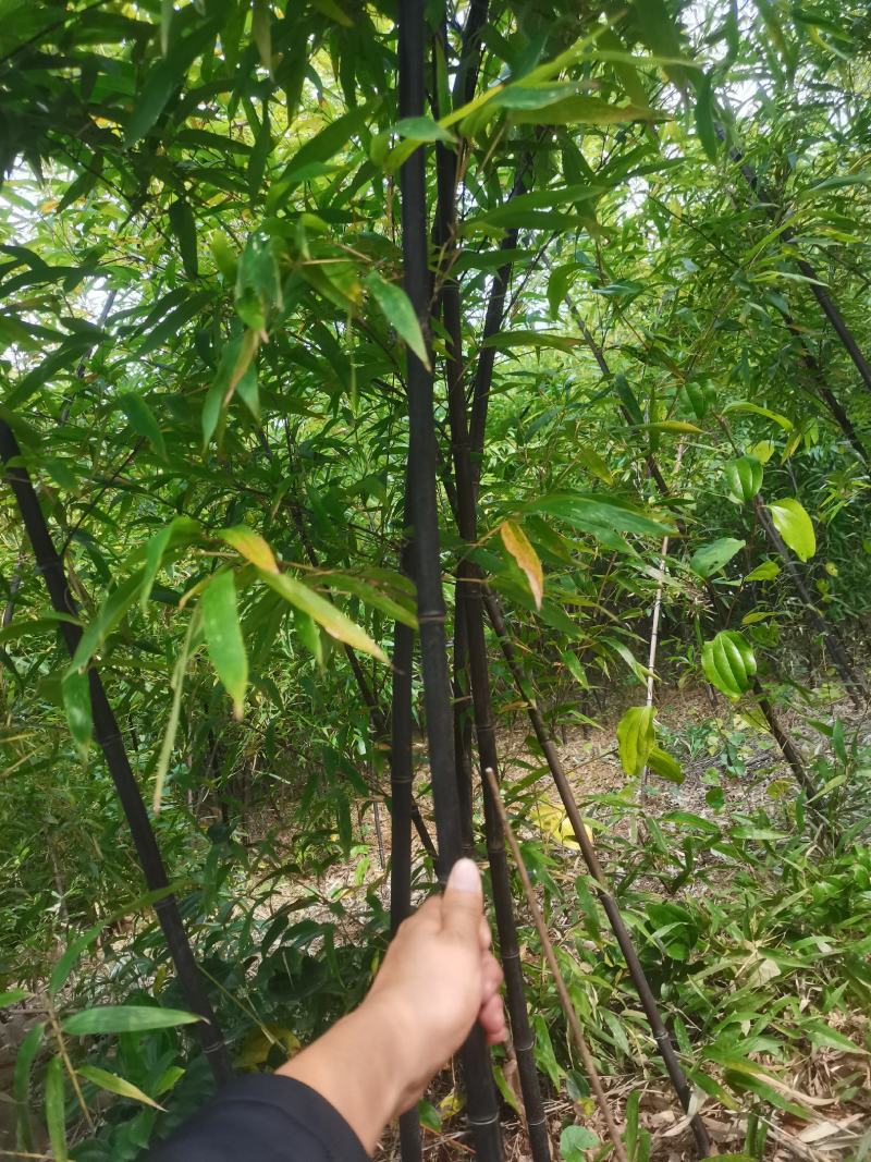 紫竹苗，各种规格，大量供货有需要的老板电话联系