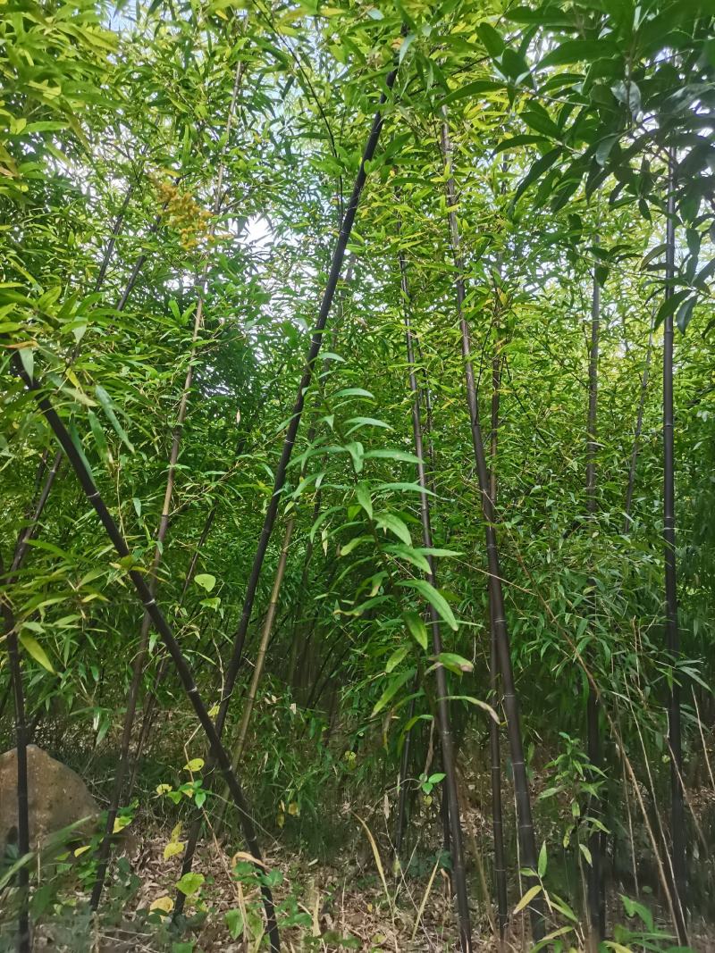紫竹苗，各种规格，大量供货有需要的老板电话联系